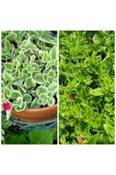 Buz çiçeği Fidanı Aptenia Cordifolia 10-20 cm ürün görseli 1