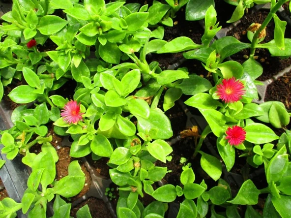 Buz Çiçeği Sarmaşığı Aptenia Cordifolia 10-20 cm ürün görseli 1