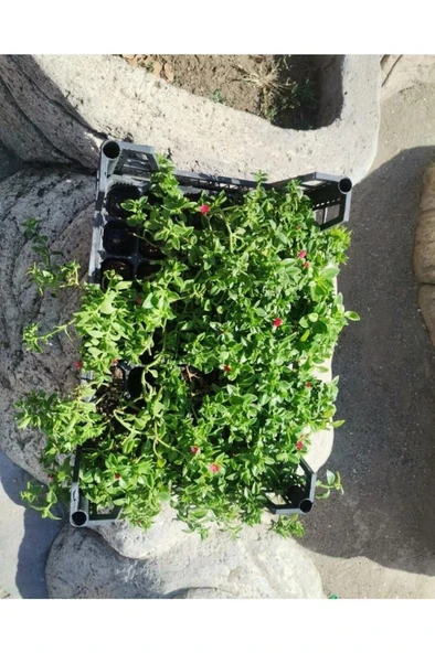 Buz Çiçeği Fidanı Skulent & Kaktüs Aptenia Cordifolia 10-20 cm ürün görseli 1