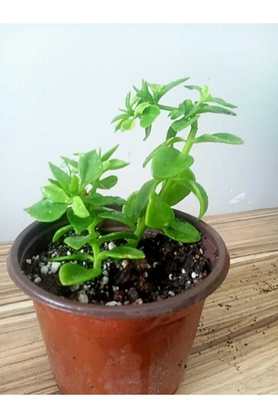 Buz Çiçeği Fidesi Aptenia Cordifolia 3 Adet 10-20 cm ürün görseli 1