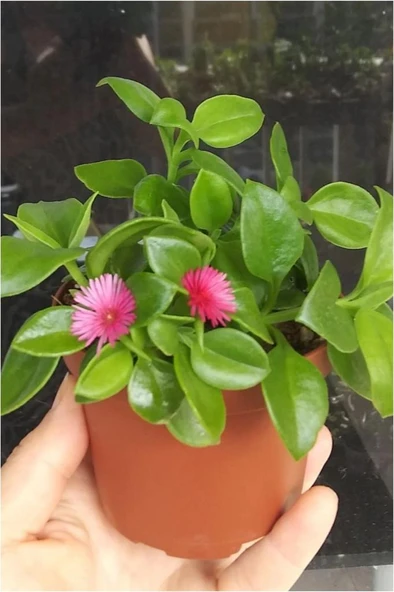 Buz Çiçeği Fidanı Aptenia Cordifolia 10-20 cm ürün görseli 1