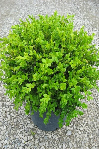 Şimşir Fidanı 20-40 cm( Buxus Japonica Rococo ) ürün görseli 1