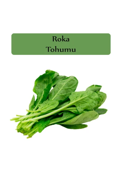 Roka Tohumu 1 Paket Kapalı Paket Yüksek Verimli Tohum Roka Bitki Tohumu ürün görseli 1