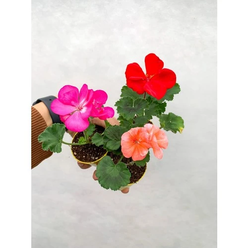 Saksıda Sardunya Fidesi Karışık Renk 10-20 cm ürün görseli 1