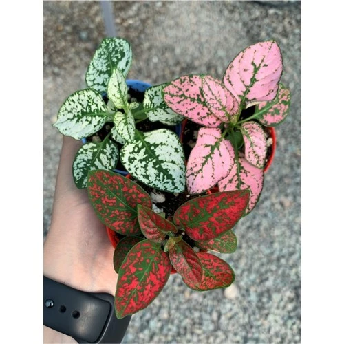 Saksıda 3 Adet Hypoestes Çiçeği Seti 10-20 cm - Resim 2
