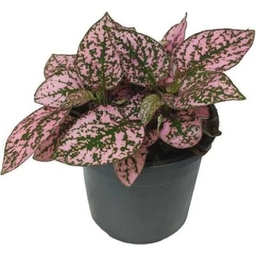 Pembe Benek Hostes Çiçeği Fidanı 10-20 cm ürün görseli 1