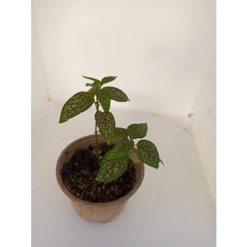 Pembe Benek Fittonia Hostes Çiçeği Fidanı 10-20 cm ürün görseli 1
