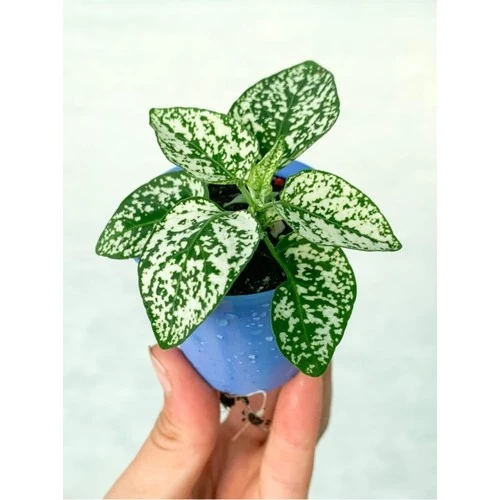 Beyaz Hypoestes Bitkisi Hostes Fittonia Çiçeği Fidanı 10-20 cm ürün görseli 1