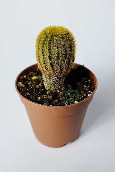 Frailea Mammifera nadir bulunan kaktüs 5.5 cm saksıda ürün görseli 1