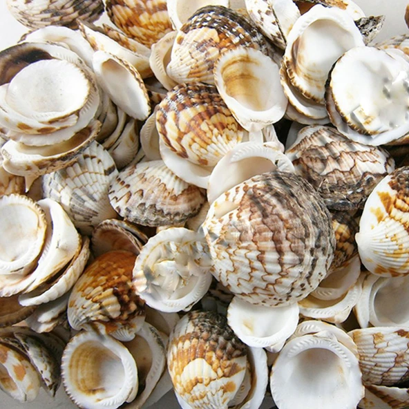 Tiger Cochles Kiloluk Deniz Kabuğu (1 KG) ürün görseli 1