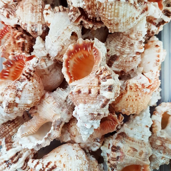 Bursa Rubeta  Kiloluk Deniz Kabuğu (1 KG) ürün görseli 1