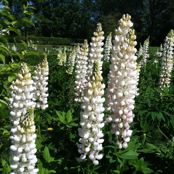Beyaz Acı Bakla Çiçeği Tohumu White Lupinus (30 Tohum) ürün görseli 1