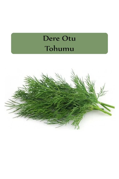 Dere Otu Tohumu 1 Paket Gönen Dere Otu Tohumu Kapalı Paket Yüksek Verimli Tohum Dereotu Tohumu ürün görseli 1