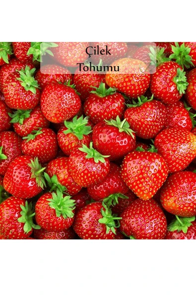 Çilek Tohumu 1 Paket Kapalı Paket Yüksek Verimli Tohum ürün görseli 1