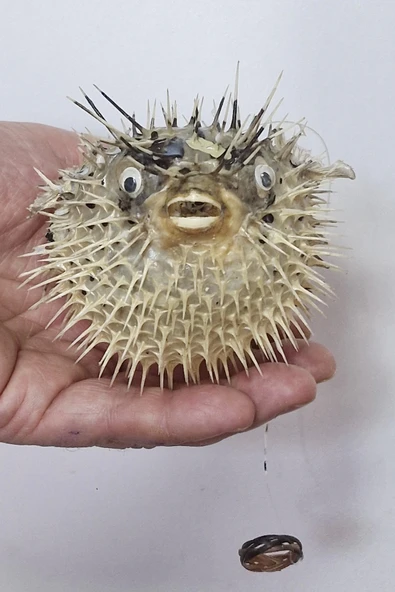 Dikenli Balon Balığı Fugu Fish ürün görseli 1