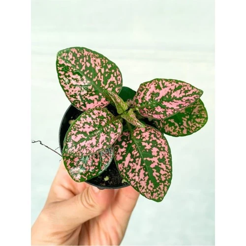 Saksıda Pembe Hypoestes Bitkis Hostes Fittonia Çiçeği 10-20 cm ürün görseli 1