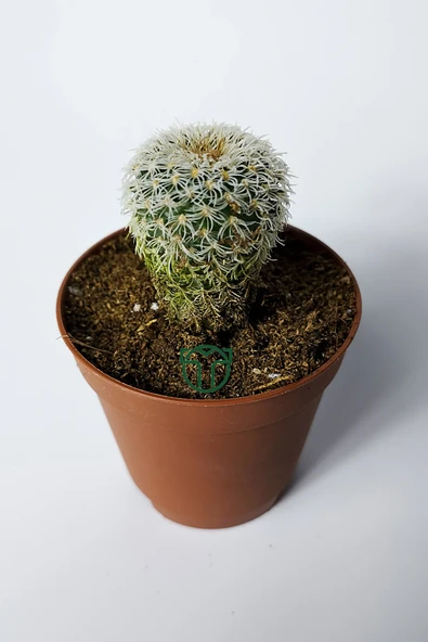 Frailea Densispina beyaz özel tür kaktüs 5.5 cm saksıda ürün görseli 1