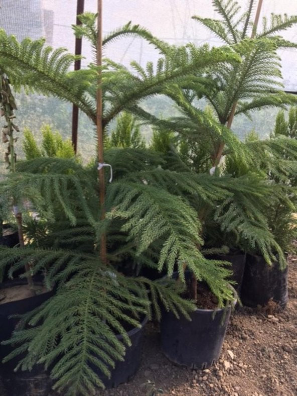 SAKSIDA ARACORİYA(ARAKORYA) SALON ÇAMI 120-140 CM ürün görseli 1