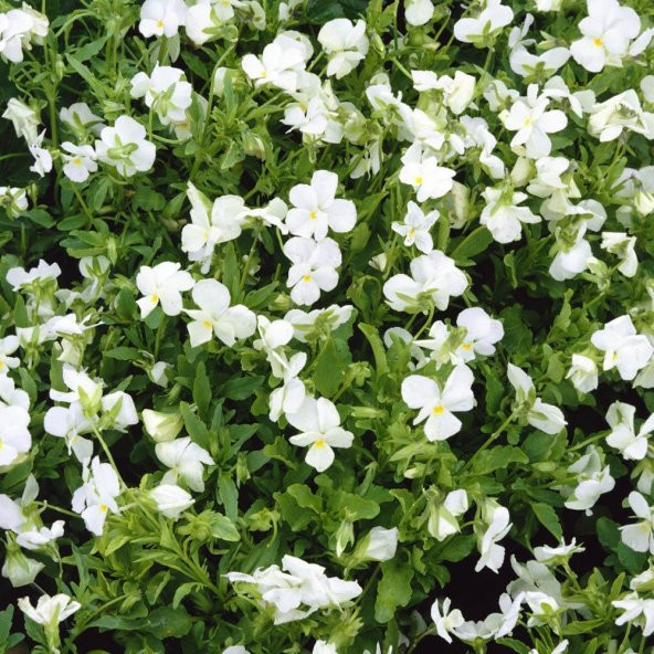 White Perfection Menekşe Çiçeği Tohumu (100 Tohum) ürün görseli 1
