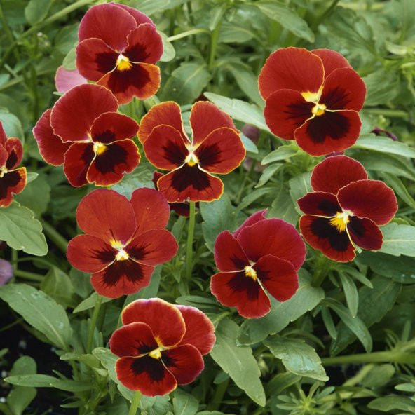 Cornuta Ark Wright Ruby Menekşe Çiçeği Tohumu (100 Tohum) ürün görseli 1
