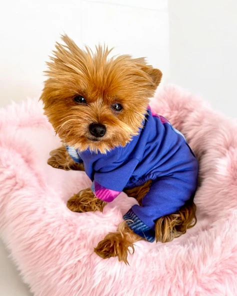 Monogram Purp Köpek Tulum Pijama - Resim 7