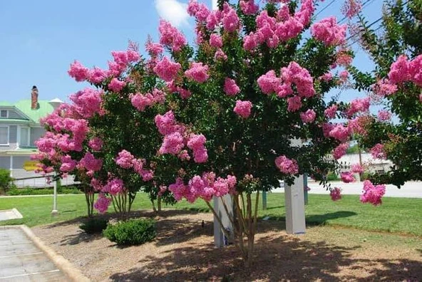 Pembe Oya Çiçeği Fidanı 40-60 cm ürün görseli 1
