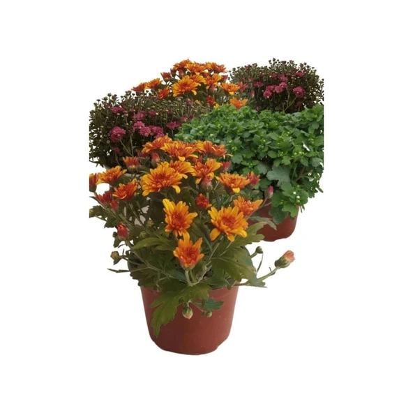 Mix Set 5 Adet Karışık Kasımpatı Krizantem Chrysanthemum Seti 5li ürün görseli 1