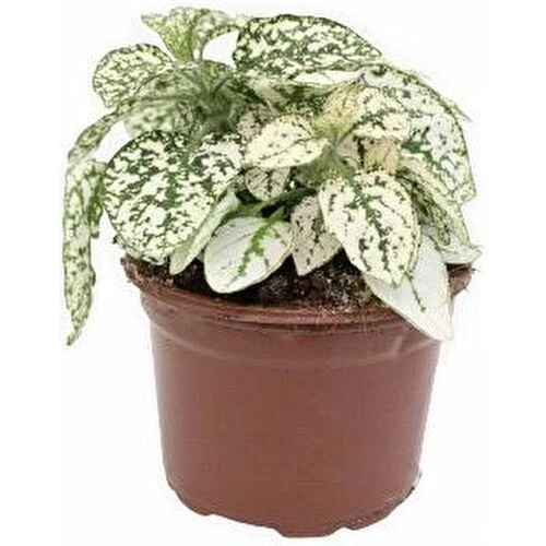 Hostes Beyaz Yeşil Çilli Yaprak Çiçeği Hipoestes Phyllostachya ürün görseli 1