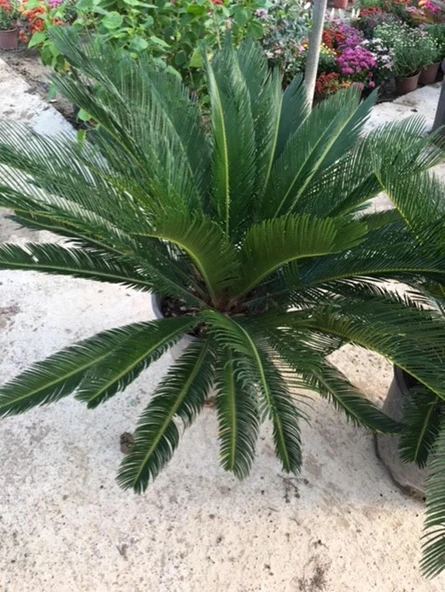 KALIN GÖVDELİ CYCAS(SIKAS) JAPON SAGU PALMİYESİ 6 YAŞ ürün görseli 1
