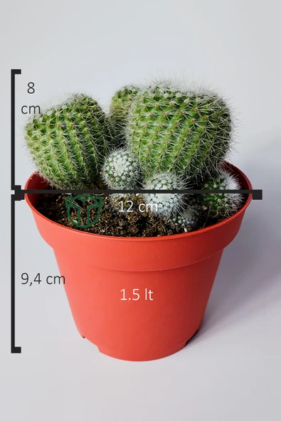 Notocactus Scopa Albispinus 3 lü 12 cm saksıda - Resim 5