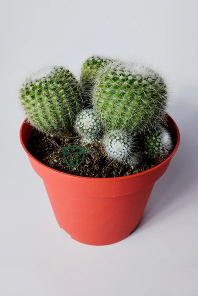 Notocactus Scopa Albispinus 3 lü 12 cm saksıda - Resim 3
