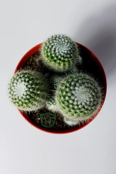 Notocactus Scopa Albispinus 3 lü 12 cm saksıda - Resim 2