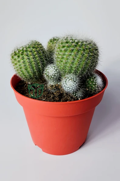 Notocactus Scopa Albispinus 3 lü 12 cm saksıda - Resim 4