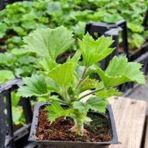 Pembe Ceylan Gözü Sardunya Çiçeği Fidanı Açık Pembe 10-20 cm ürün görseli 1
