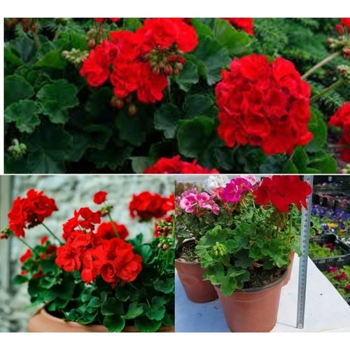 Beyaz Sardunya Çiçeği Saksılı 10-20 cm ürün görseli 1
