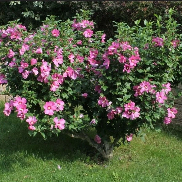 Tüplü Soğuğa Dayanıklı Hibiscus Syriacus Flogi Pembe Renk Hatmi Çiçeği Fidanı ürün görseli 1