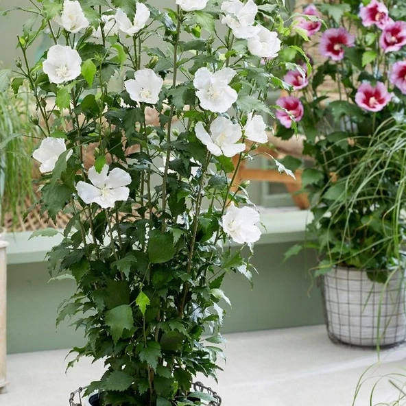 Tüplü Soğuğa Dayanıklı Hibiscus Syriacus Tower White  Pembe Renk Hatmi Çiçeği Fidanı ürün görseli 1