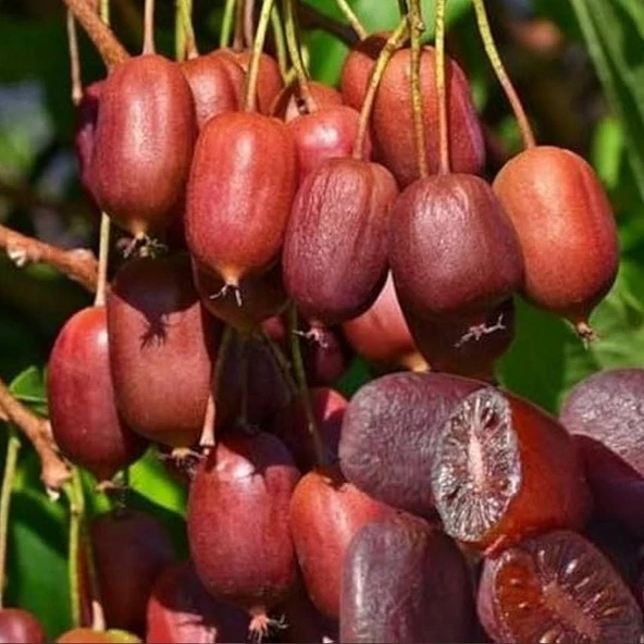 Geleneksel Soğuklara Dayanıklı  Kivi Actinidia Arguta Ken's Red Kırmızı Kivi Fidanı ürün görseli 1