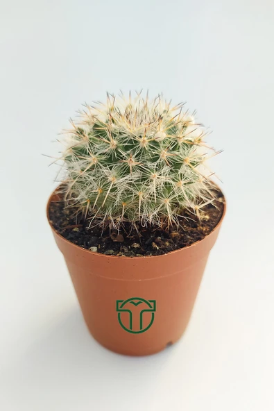 Mammillaria Hahniana Nadir Tür Kaktüs 5.5 cm Saksida ürün görseli 1