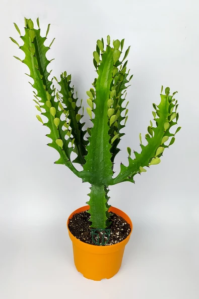 Süt ağacı kaktüsü Euphorbia Trigona Mint Cream 70 cm büyük boy yeşil Afrika süt kaktüsü ürün görseli 1