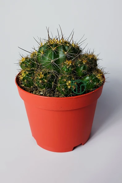 Çok yavrulu kaktüs Lobivia Maximiliana 8.5 cm kırmızı saksıda ürün görseli 1