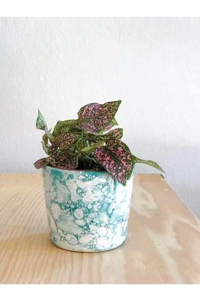 Hypoestes Hostes Çiçeği Pembe Yapraklı 10-15 Cm ürün görseli 1