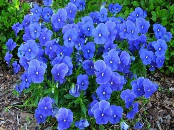 Viola Cornuta Osirus Blue Perfection Çiçeği Tohumu(100 tohum) ürün görseli 1