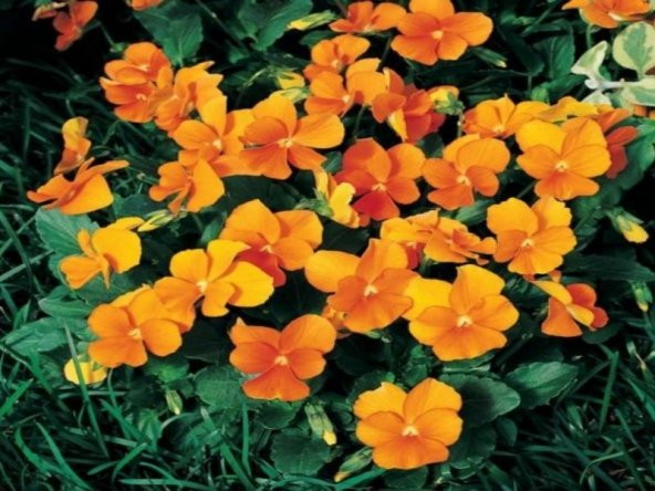 Viola Cornuta Chantreyland Çiçeği Tohumu(100 tohum) ürün görseli 1