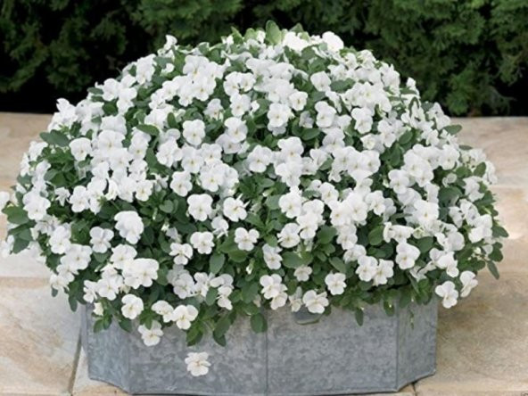 Viola Cornuta White  Perfection Menekşe Çiçeği Tohumu(100 tohum) ürün görseli 1