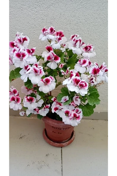 Ceylan Gözlü Sardunya Fide Kırmızı Beyaz 10-20 cm ürün görseli 1