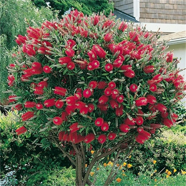 Fırça Çalısı Fidanı Callistemon Violaceus 30-60 cm ürün görseli 1