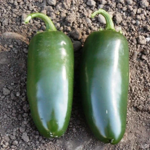 Bol Verimli 5 Adet Jalapeno Biber Fidesi ürün görseli 1