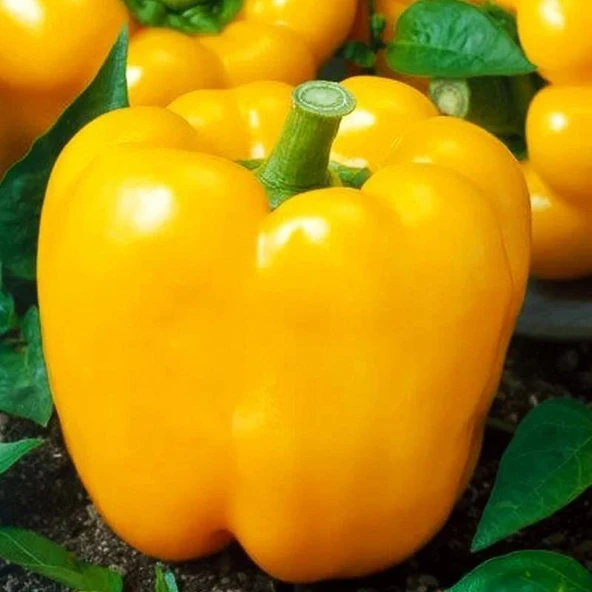 Bol Verimli 5 Adet Sarı Dolma Biber Fidesi ürün görseli 1