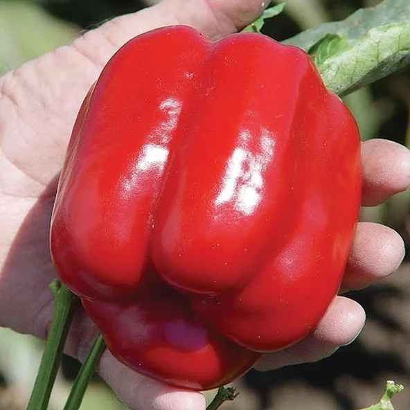 5 Adet Kırmızı Dolma Biber Fidesi ürün görseli 1